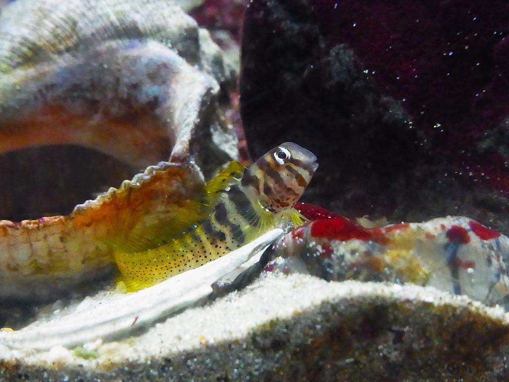 10333873217600042500_46vgmdtbla