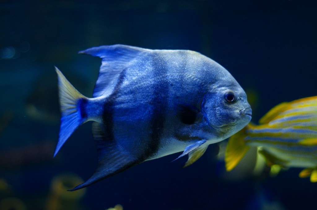 10333492764100042500_v6lvxsg3la