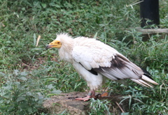 むむ、何奴！！　その6