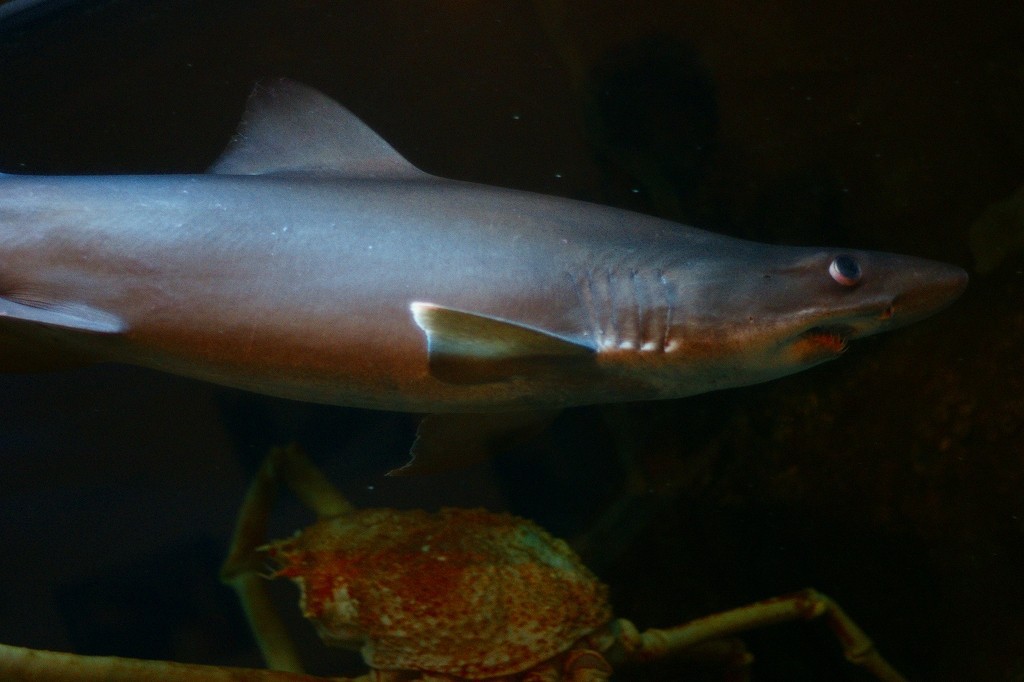 10230399664100042500_nn3fty4ela