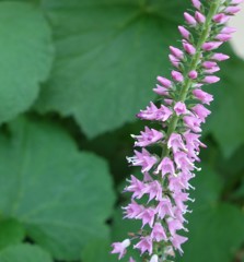 初夏の花　その2