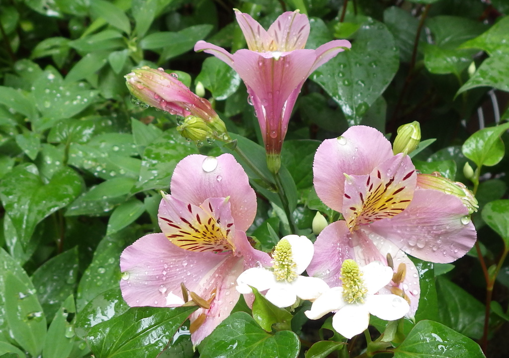 雨　その7