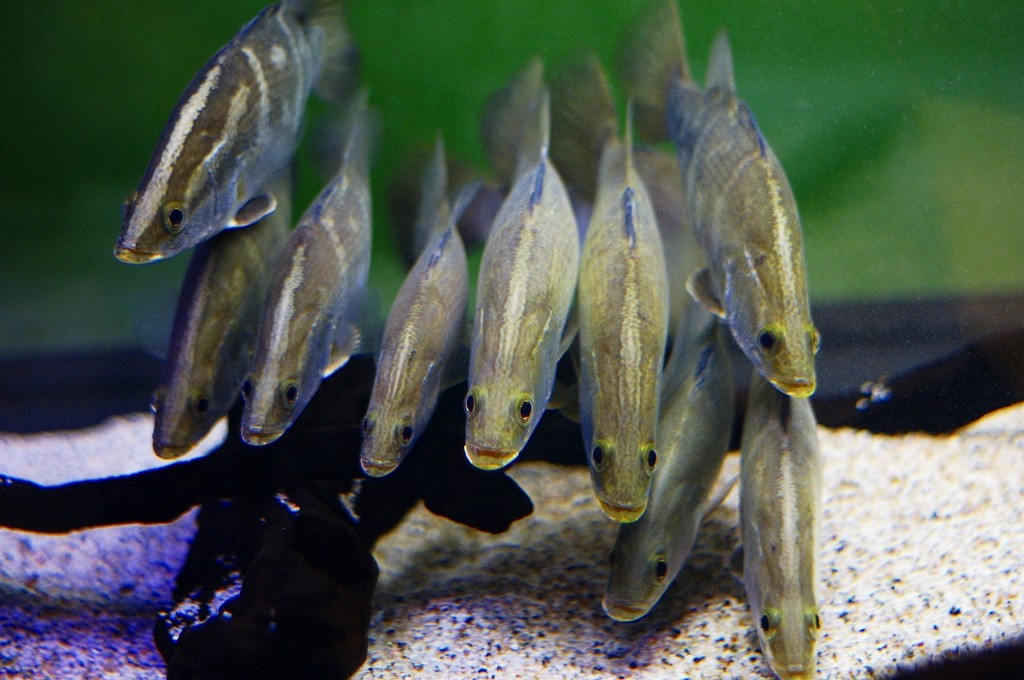 10133804483500042500_vokdyvyila