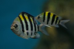 10127989883500042500_1mc8bmolla