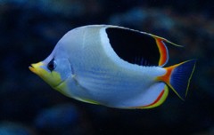 10326167195400042500_4s0eeq9bla