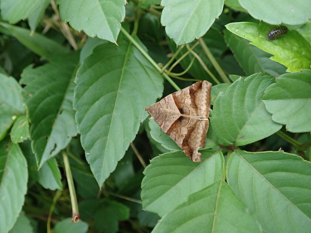 青葉に枯葉　その5