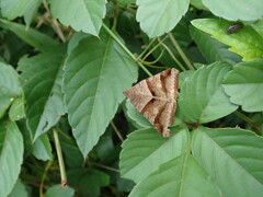 青葉に枯葉　その5