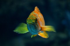 10233009376300042500_crqmw9v4la