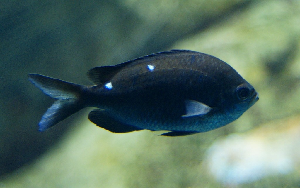 10329985640600042500_cnems74wla