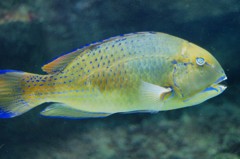 10127531912800042500_k00tjkyela