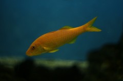 10234802104800042500_rudbd07sla