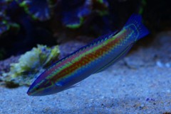 10126270425800042500_o1e35fq9la