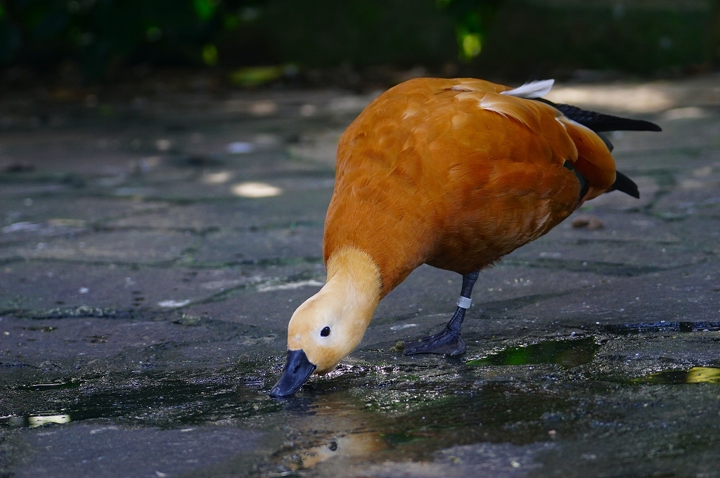 水分補給