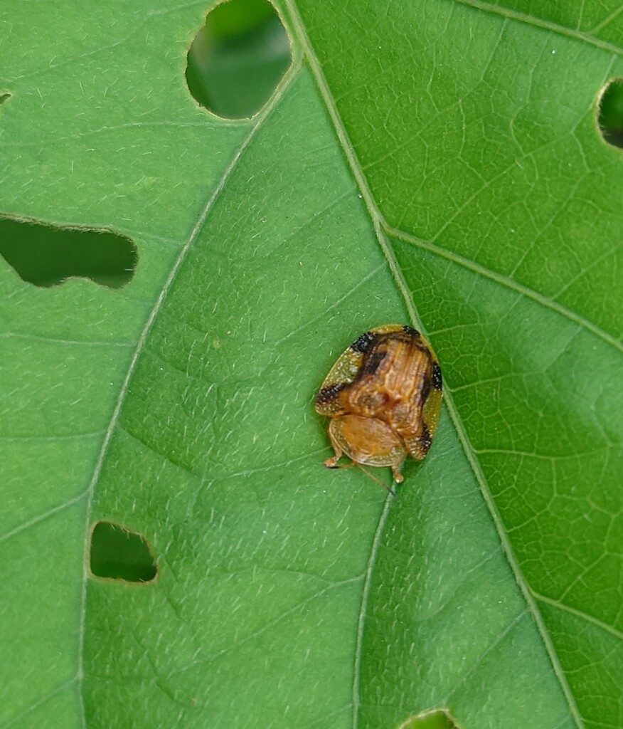 沖縄の虫のハズが・・・