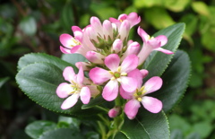 初夏の花　その4