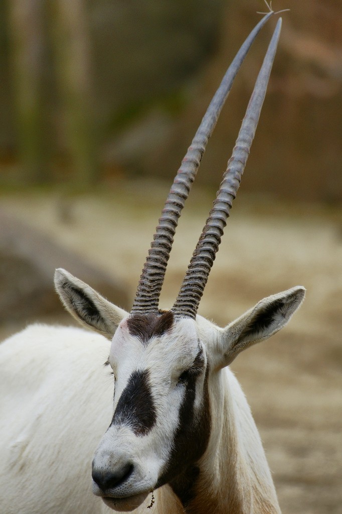 10127877470000042500_9ag1dqhtla