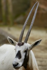 10127877470000042500_9ag1dqhtla