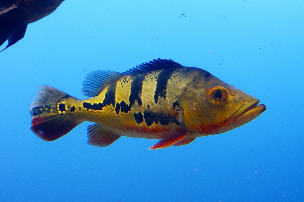 10330113085000042500_tpwrf7mpla