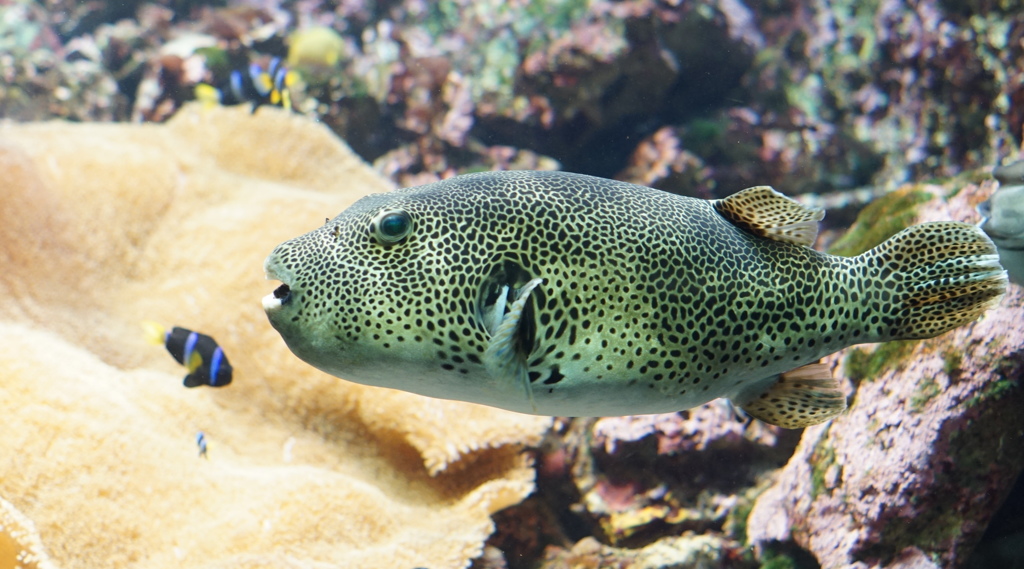 暑い日は水族館へ　その5