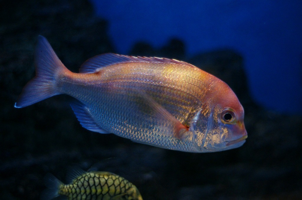 10234811619000042500_mewz4izhla