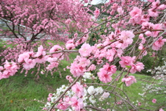 掛川の春