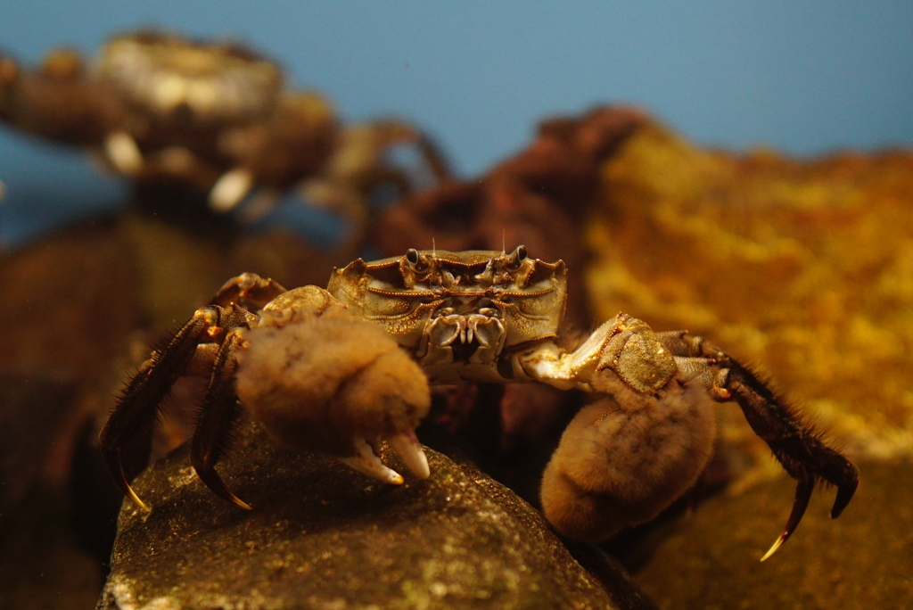 かかってこんかい　その41
