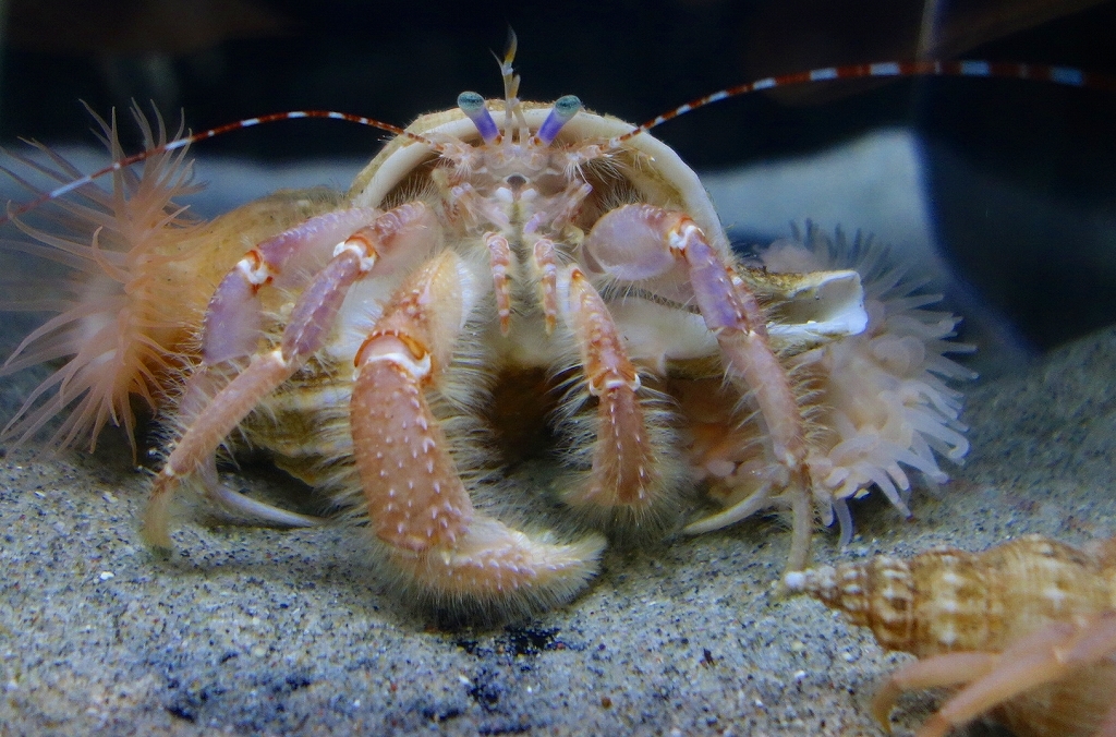 かかってこんかい　その11
