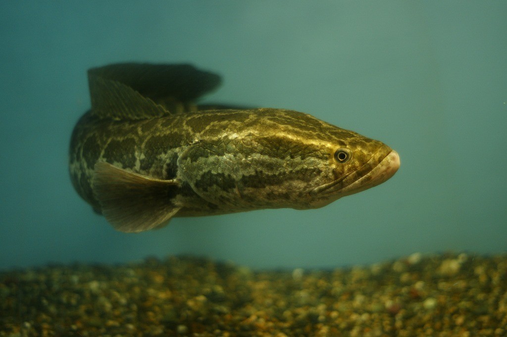 10236884337100042500_a8sv8p55la