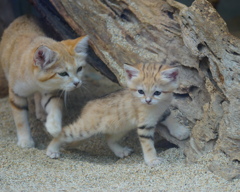 人間には気をつけるのよ！！　その2