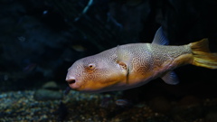 迷路に挑戦　その4