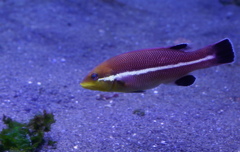 暑い日は水族館へ