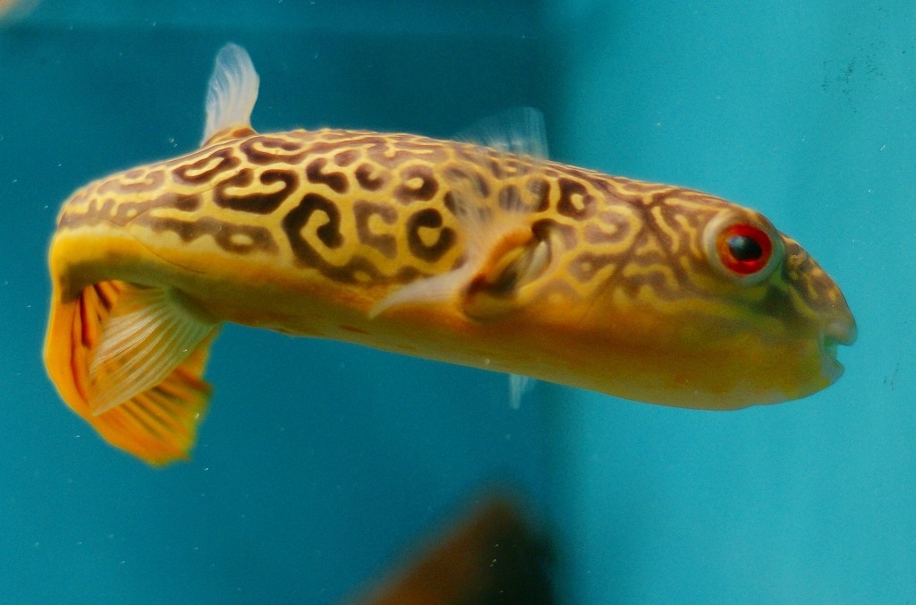 10329380839200042500_6tn2xk7bla