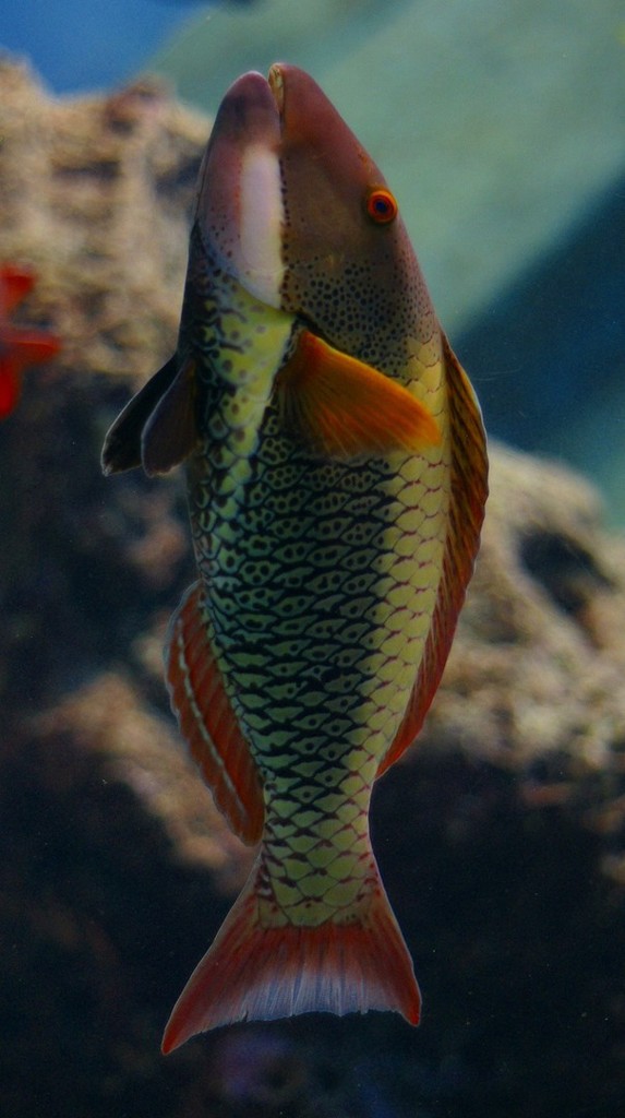 10225795331300042500_z50a7fnela