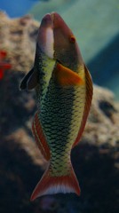 10225795331300042500_z50a7fnela