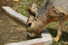 10336962602000042500_rfgc55mola