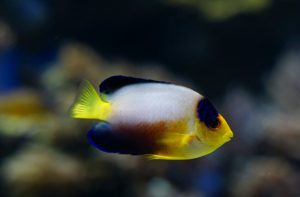 10333501806100042500_yyubi7lzla