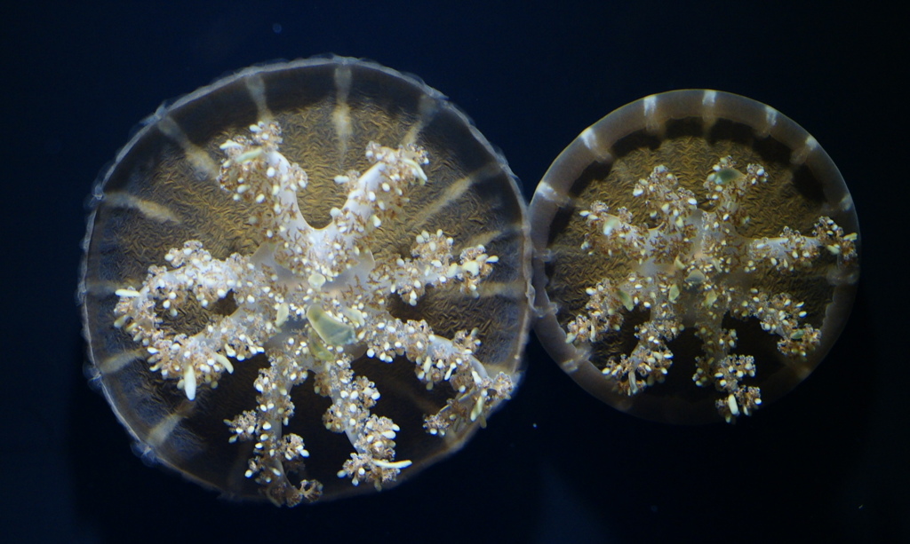 水中花