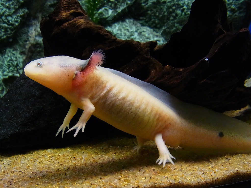 10136193224600042500_jb1svo6rla