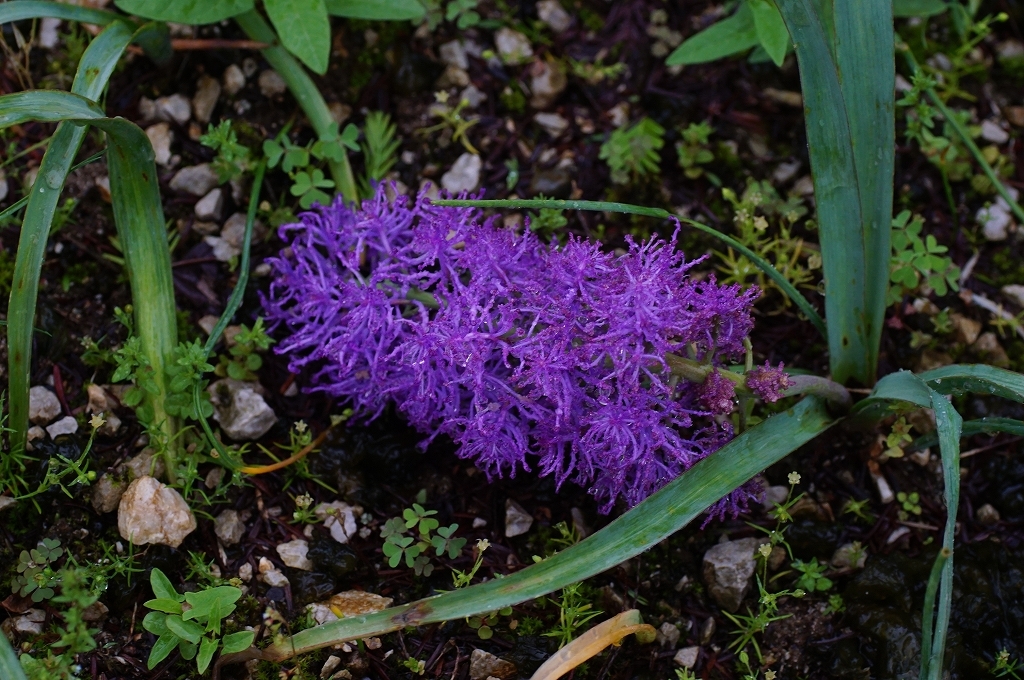 Sexual Violet No.1