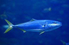 10334266780400042500_fcartpx0la