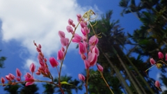 沖縄の花　その4