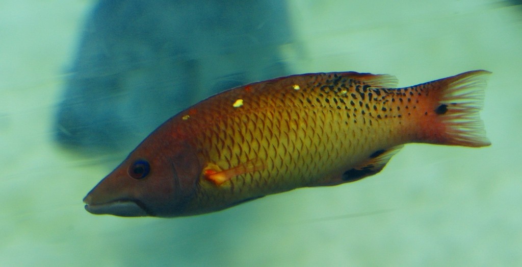 10125775803600042500_ux7oxr55la