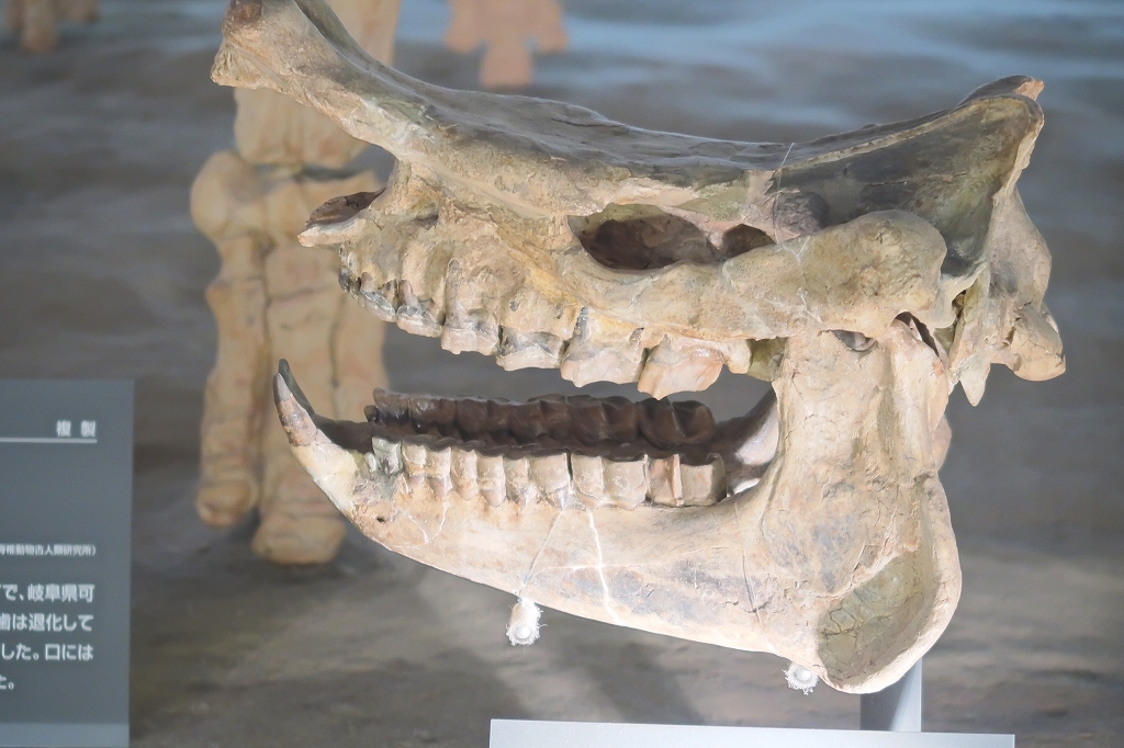 歯、歯、歯、歯、歯、歯・・・