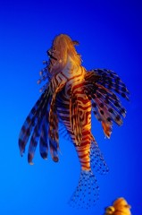 10228810719900042500_ttv88skzla