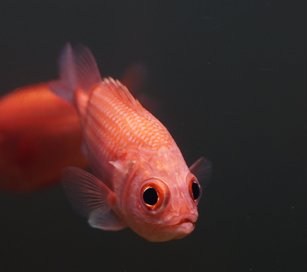 何でもお見通し