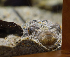 忍法　砂隠れの術