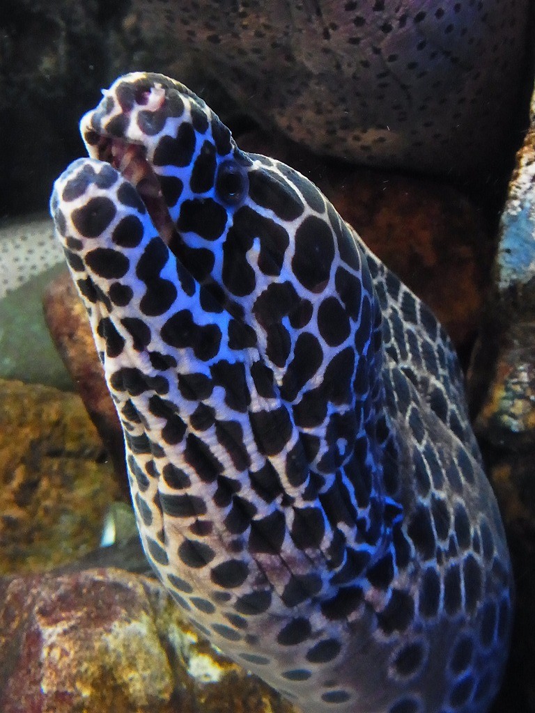 10134625245900042500_qwz9k67jla