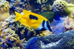 10428853779700042500_ip1cyprdla