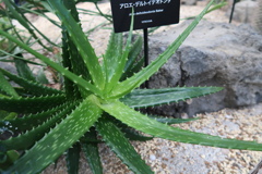 トゲ自慢　その14