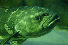 10232997049500042500_caktbhnwla